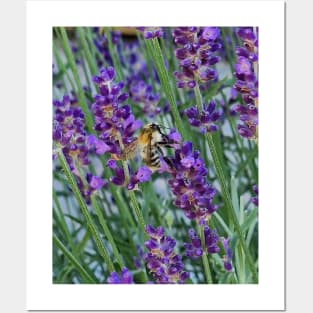 bee on lavender Posters and Art